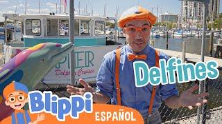 Blippi encuentra delfines en su viaje en barco  Blippi Español  Videos educativos para niños
