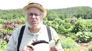 Gardening Tips and Tricks How to Grow Eggplant