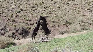Black Mustangs fighting in Nevada