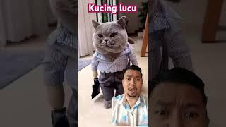 KUCING LUCU KALIAN SUKA #shortsfeed #cats #funny