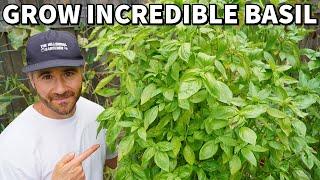 How To Grow INCREDIBLE BASIL PLANTS That NEVER Stop Producing