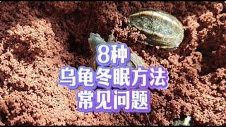 烏龜冬眠生病或死亡？ 8種烏龜冬眠方法常見問題與解決方法