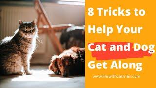 8 Tricks to Help Your Cat and Dog Get Along @lifewithcatman1