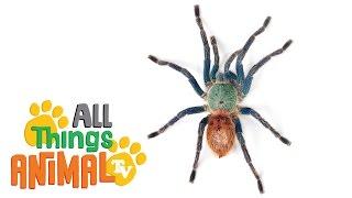 * SPIDER *  Animals For Kids  All Things Animal TV