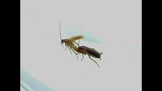 Cockroach Courtship and Mating