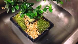 How to water your bonsai using a water bath