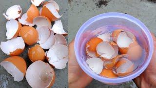 YOU WILL NEVER THROW AWAY EGGSHELLS IF YOU WATCHING THIS VIDEO  egg shells  garden