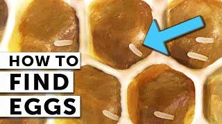 HOW TO FIND EGGS In Your Beehive A Step-by-Step Guide  Beekeeping 101