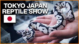 We Flew to Japan for Ball Pythons Tokyo Japan Reptile Show 2024