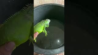 Cara Memelihara Iguana untuk Pemula #iguana #reptiles #pemula