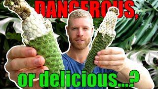 Can You Eat This DANGEROUS Fruit?  Monstera Deliciosa Fruit Salad Plant Tasting