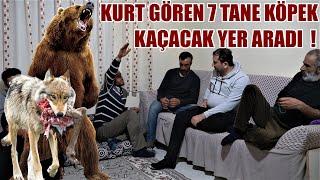 KURT GÖREN 7 TANE KÖPEK KAÇACAK YER ARADI DEDİ  YAŞANMIŞ OLAYLAR 16  KANGAL ANADOLU ÇOBAN KÖPEĞİ