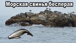 РР3 Russian Fishing. Морская свинья бесперая квест Королевская коллекция.