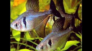 #Aquarium. Чёрный фантом - Megalamphodus megalopterus.