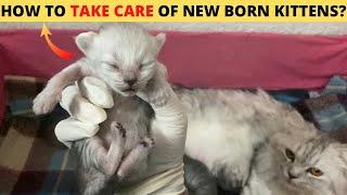 How to take care of newborn persian kittens Newborn kitten care in winter