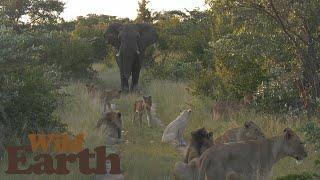 Elephant Bull shows Lions Who the Real King of the Bush is