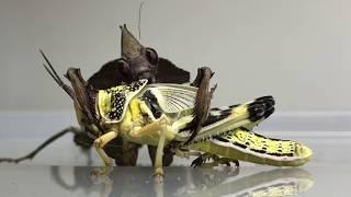 Praying Mantis eating a whole Locust  TIMELAPSE 3 Hours in 130min  
