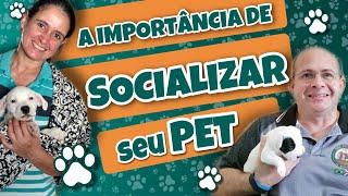 SOCIALIZAÇÃO DE PET A importância de socializar seu cão e como fazer