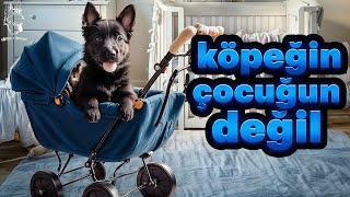 KÖPEĞİN SENİN ÇOÇUĞUN DEĞİL