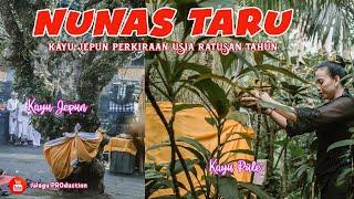 PROSESI NUNAS TARU Untuk PELAWATAN BARONG  Kayu Jepun Usianya Ratusan Tahun