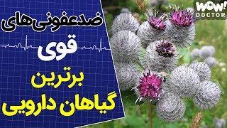 درمان  9 گیاه دارویی که عفونت را از بدن دور می کند ؟