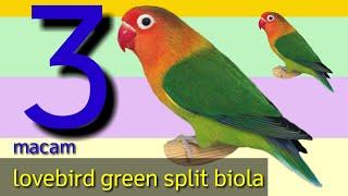 3 macam lovebird green split biola