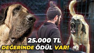 SAHİBİNİ HASTANELİK EDEN KÖPEĞİ SEVMEYE ÇALIŞTIK