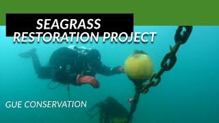 Seagrass Restoration Project UK
