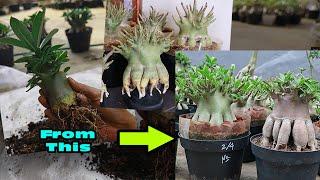 How to Make Adenium Roots Grow Compact Like Octopus Legs. Adenium Root Program. Desert Rose Bonsai.