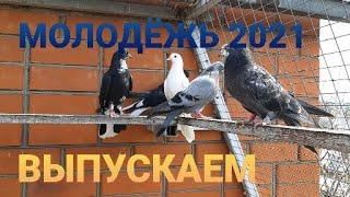 Николаевские голуби. Голубята 2021. Выпускаю из маточника. Обзор. Nikolaev pigeons.