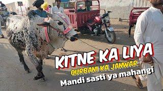 kitne ka liya Qurbani ka janwar  Qurbani 2024 l Mandi sasti ya mahangii I shahpur kanjra Mandi