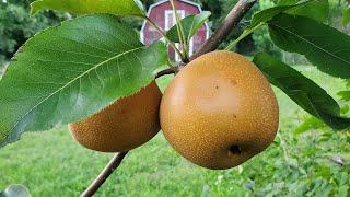 Our Largest Bradford Pears Yet