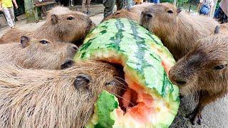 Capybara eat huge 97kg watermelon 【ASMR】