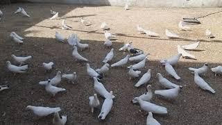 #BAKU #PIGEONS. Бакинские голуби Вугара в Баку