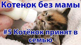 Котёнок без мамы. Котёнок принят в семью #5  Актуально