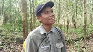 PENYADAP KARET BAGI CERITA SOAL UPAH DAN HARAPANNNYA.