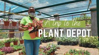 I went on a field trip to the Plant Depot - heres what I found out   Affordable Plants