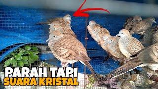 Cara memilih burung perkutut jantan ombyokan di musim hujan