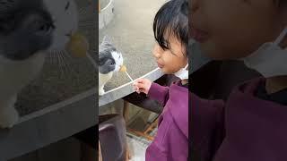 【可愛い猫】猫ちゃんおやつタイム #shorts #猫