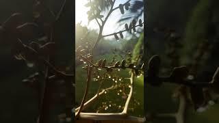 Morning bliss at Palm Garden #shorts #shortvideo #youtubeshorts #trending #viral