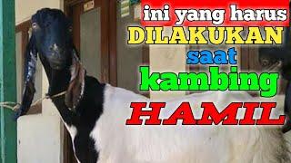 kambing hamil dan perawatanya