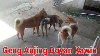 Geng Anjing Doyan Kawin Anjing Kampung - Mating Dog Gang - 交尾犬ギャング
