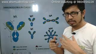 Antibody structure and function  Immunoglobulin