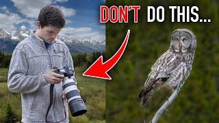 3 BAD HABITS of Beginner Wildlife Photographers