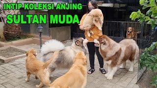 INTIP KOLEKSI ANJING SULTAN MUDA