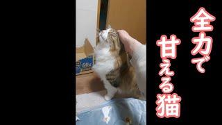 全力で甘える猫が可愛すぎるのがこちらです【保護猫／ダックス】