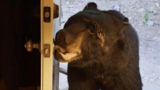 Black Bear Opens Homeowner’s Door