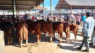 PEDET SAPI SUPER TERBARU CALON JUMBO.. Bang Udin Pasar Sapi Ambarawa.