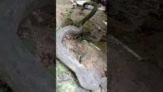 Penemuan kayu mirip ular