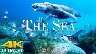 Under The Sea 4K - Scenic Wildlife Film With Calming Music  Scenic Film